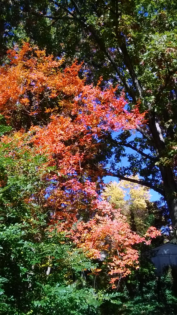 : Autumn Colors, Our Backyard