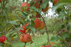 Spitzenburg Apples on Tree <a style="margin-left:10px; font-size:0.8em;" href="http://www.flickr.com/photos/91915217@N00/10303106003/" target="_blank">@flickr</a>