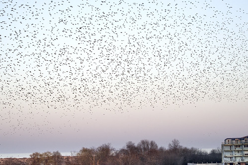 Starlings flocks, murmuration /  ©  Katya