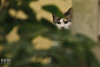 My Cat Is Stalking Me by Ian Sane, on Flickr