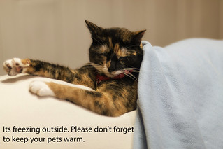 Its freezing out! Make sure to keep your pets warm.