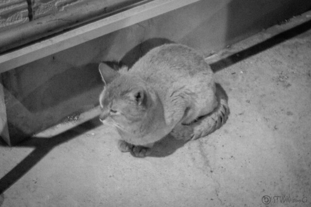 Today's Cat@2013-05-28