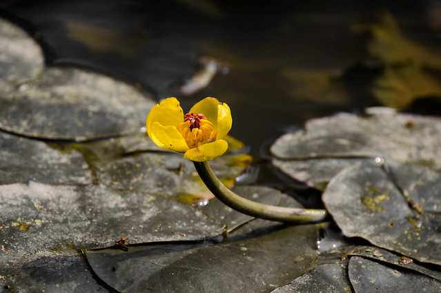 Yellow-Water-Lily-08135.jpg