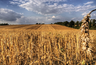 Harvested Grain in Winchester, Hampshire
