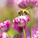 Botanics Honey Bee
