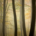 Morning Fog, Friston Forest