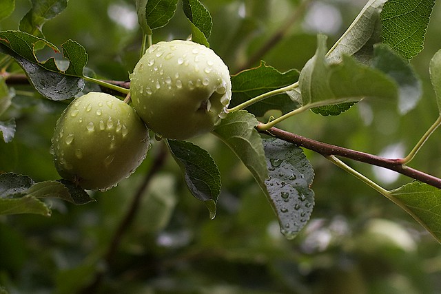 Washed Apples