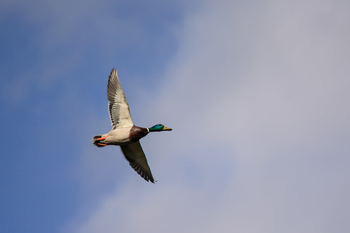 Flying Duck ©  kuhnmi