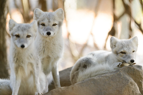 Three Arctic Foxes by Eric Kilby, on Flickr