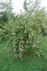 Hudson's Golden Gem Apple Tree <a style="margin-left:10px; font-size:0.8em;" href="http://www.flickr.com/photos/91915217@N00/10302942305/" target="_blank">@flickr</a>