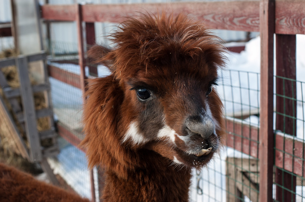 : Brown Alpaca in Moscow