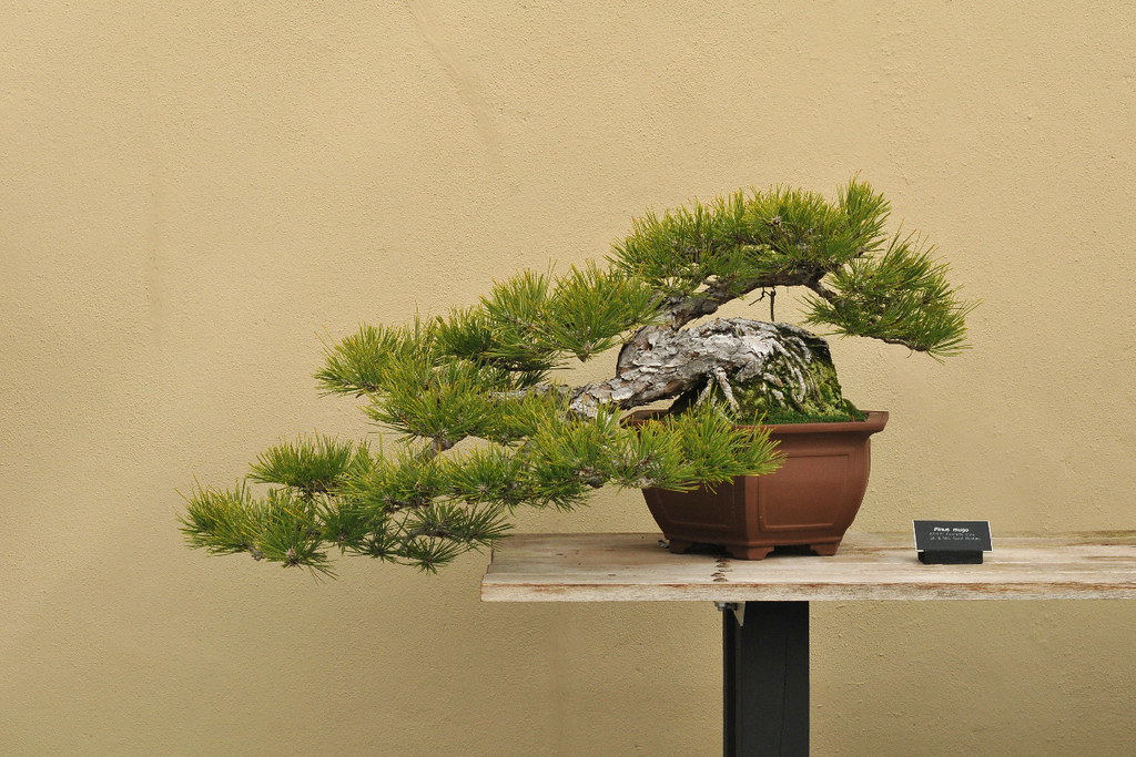 Mugo Pine Bonsai by HorsePunchKid, on Flickr