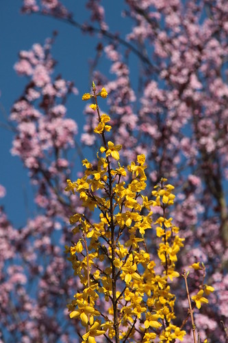 printemps ©  OliBac