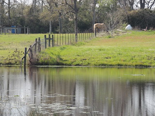 Fence Line into the Water - HFF!!