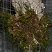 Maxillaria spegazziniana – Nico Goosens