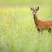 Young Roe Deer Buck