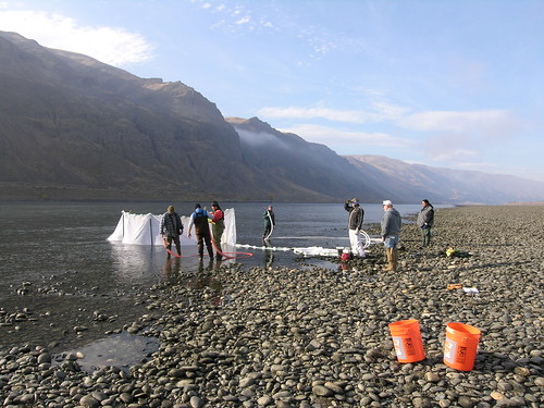 Scientists conduct Salmon Research