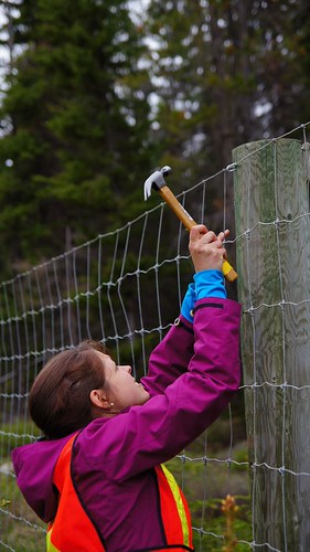 mending wildlife fence in banff national park with volunteers summer 2013