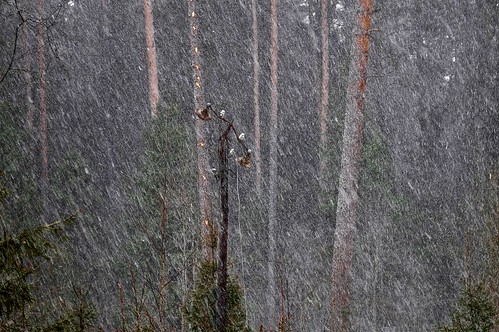 March blizzard ©  Dmitriy Protsenko