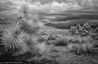 Joshua Trees and Yucca along the Gold Butte Road