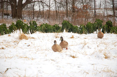 Ducks with Winter Kale <a style="margin-left:10px; font-size:0.8em;" href="http://www.flickr.com/photos/91915217@N00/11283220986/" target="_blank">@flickr</a>