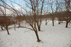 1-Acre Mixed Orchard in Winter <a style="margin-left:10px; font-size:0.8em;" href="http://www.flickr.com/photos/91915217@N00/11283272123/" target="_blank">@flickr</a>