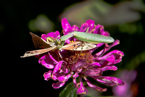 Mantis eating a butterfly ©  ahenobarbus