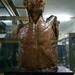 Museo Anatomía torso entero