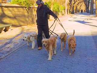Dog walker on Fifth Avenue