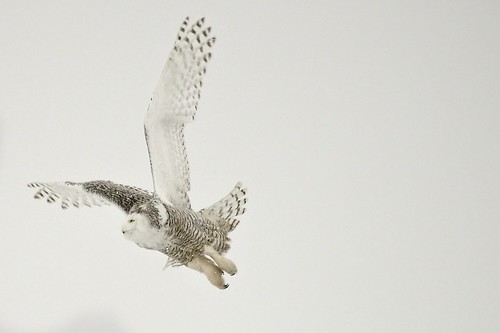 Snowy Owl by Jamie In Bytown, on Flickr
