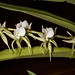 Angraecum eburneum var. brevicalcar – Merle Robboy