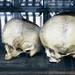 Museo Anatomía craneos