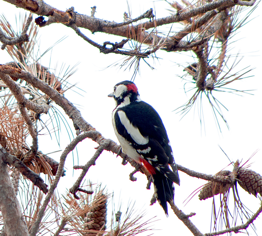 :    / Dendrocopos major / Great spotted woodpecker /    / Buntspecht