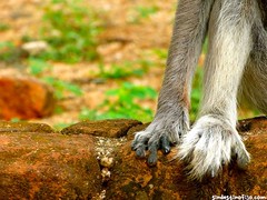 sus patitas peludas • <a style="font-size:0.8em;" href="http://www.flickr.com/photos/92957341@N07/9166329798/" target="_blank">View on Flickr</a>