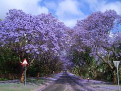 Пурпурный тоннель, Южная Африка