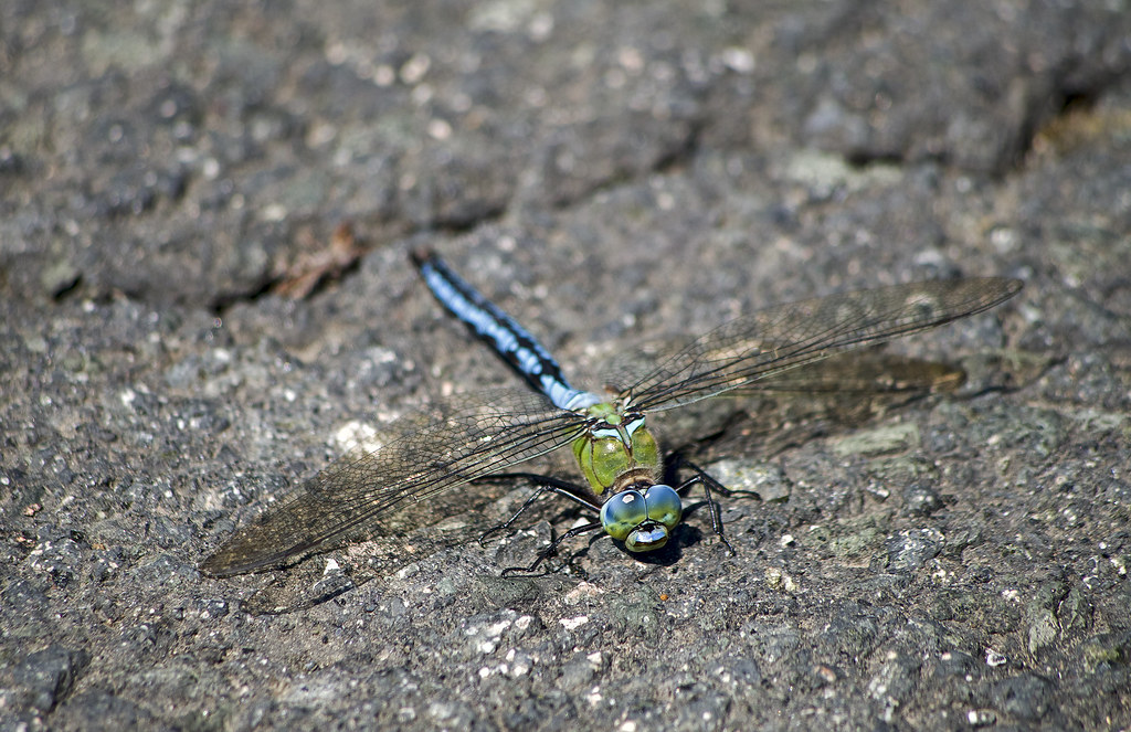 : - / Anax imperator / emperor dragonfly / Grosse K
