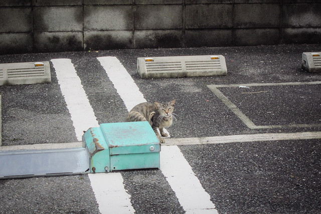 Today's Cat@2013-08-03