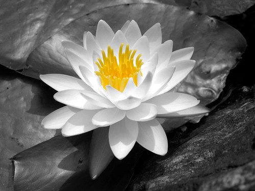 white water lily at the Jeongdok library in Seoul