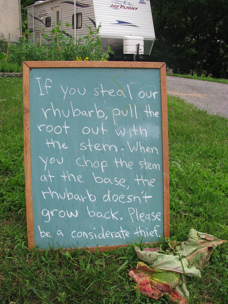 If you steal our rhubarb, pull the root out with the stem. When you chop the stem at the base, the rhubarb doesn't grow back. Please be a considerate thief.