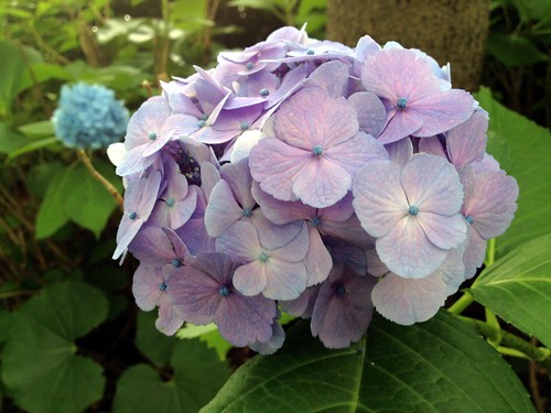 Hydrangea - 紫陽花