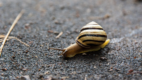 Snail ©  Konstantin Malanchev