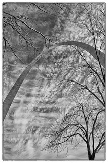 The Arch Through the Trees - St. Louis, MO