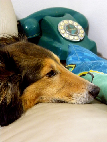 Doggy and old phone #Flickr12Days