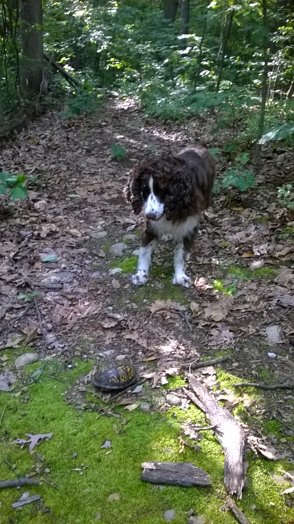 : Laika viewing turtle in woods