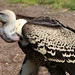 RÃ¼ppell's Griffon Vulture