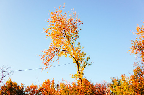 Autumn tree ©  Tony