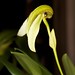 Bulbophyllum arfakianum var. alba – Nico Goosens