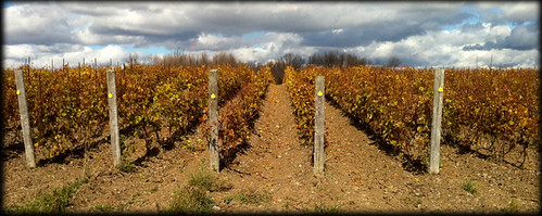 hubs vineyard