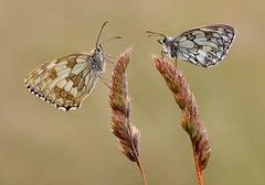Marbled White, female and male