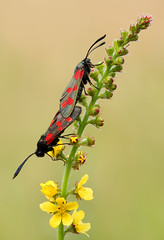 Mating Six-spot Burnet Moths